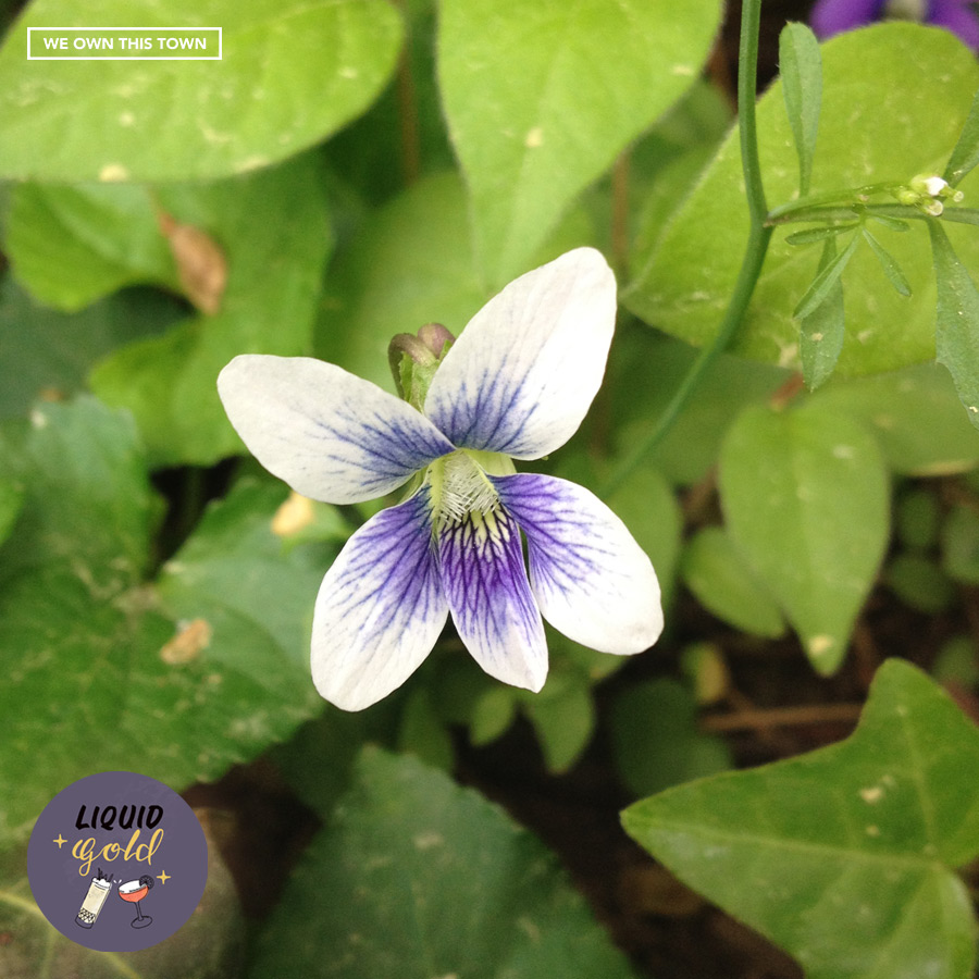 Gardentined: Violets and the Aviation