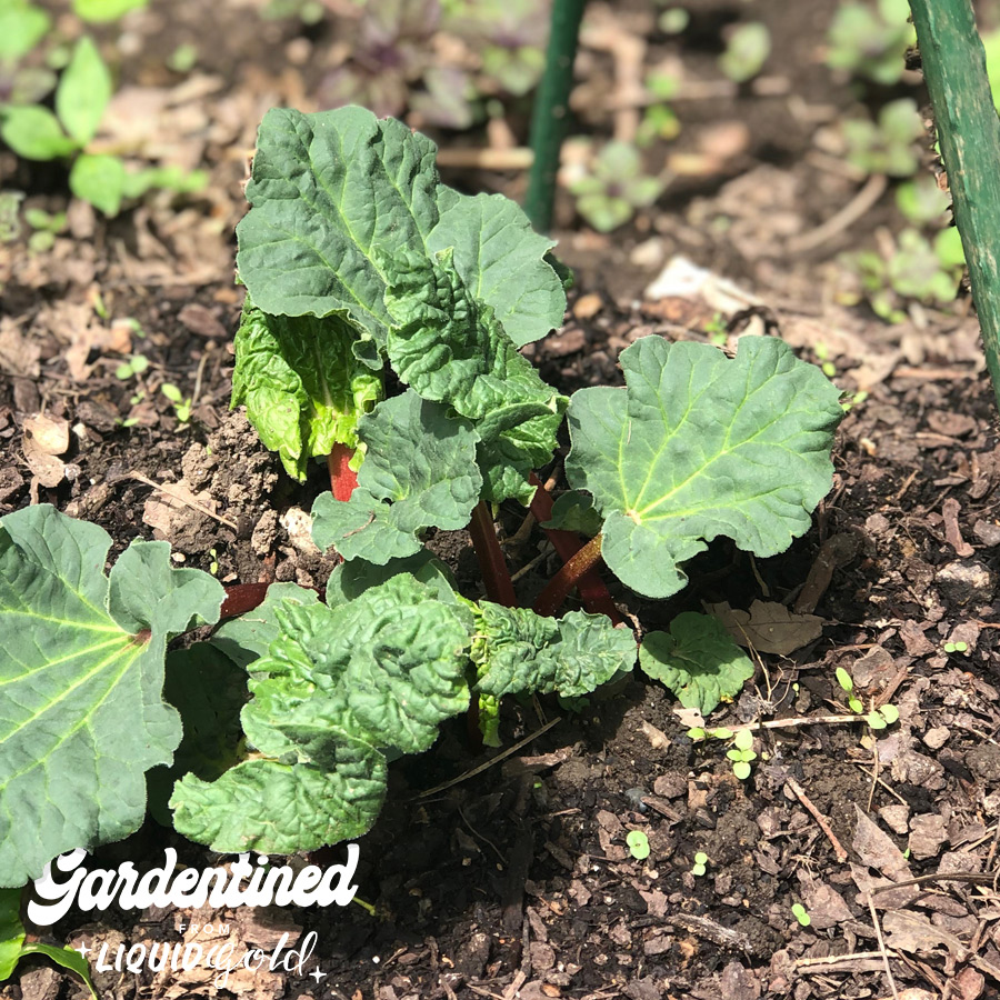 Gardentined: Rhubarb and the Old Cuban