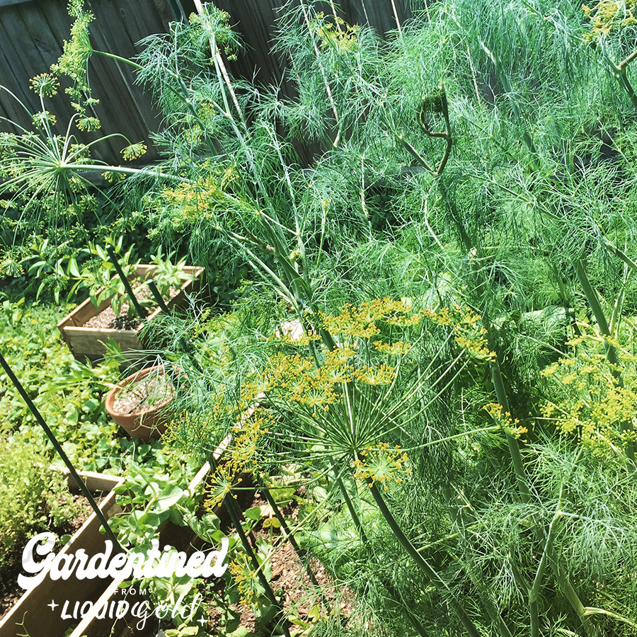 Gardentined: Companion Planting and the Three Sisters