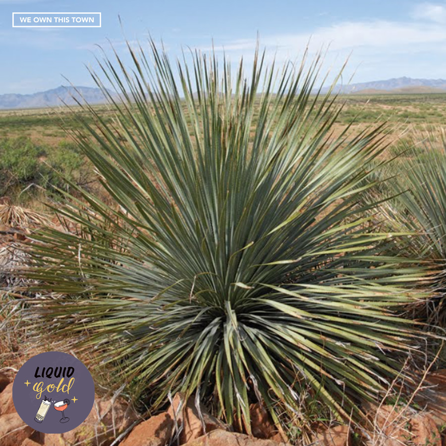 Sotol and the Wild Deserts of Mexico with Adam Morgan
